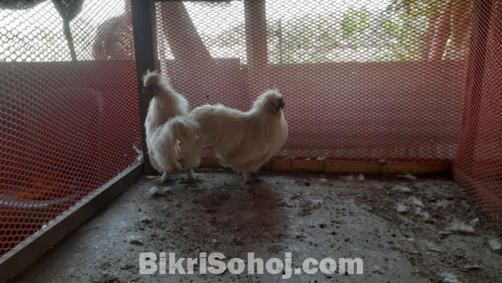 শিল্কি মোরগ ২। পিচ